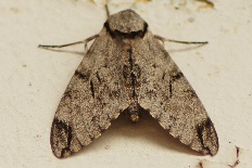 Nemophora diplophragma - Grauer Schwärmer